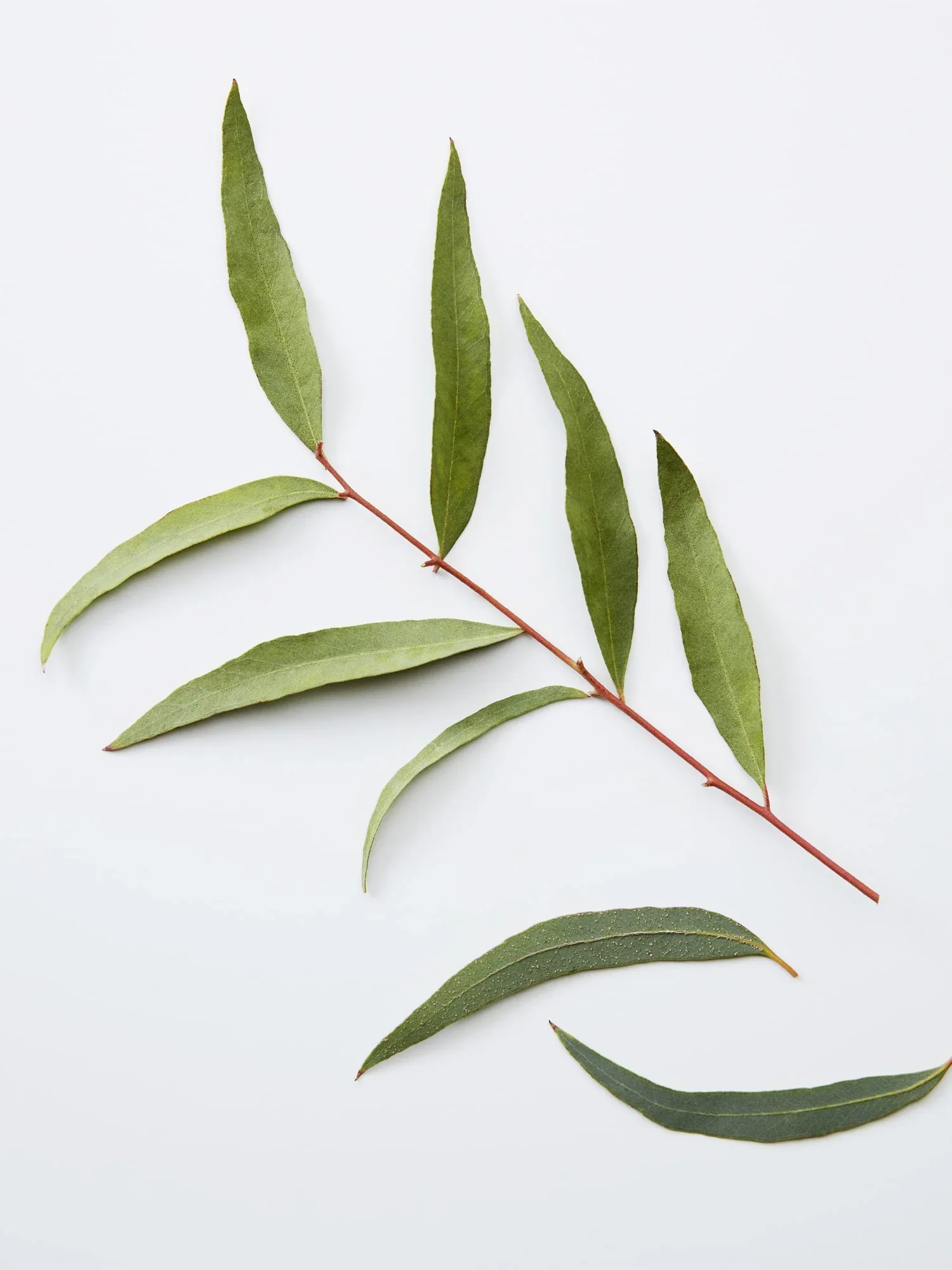 American Crew 3-IN-1 Chamomile + Pine 450ml - Image 3